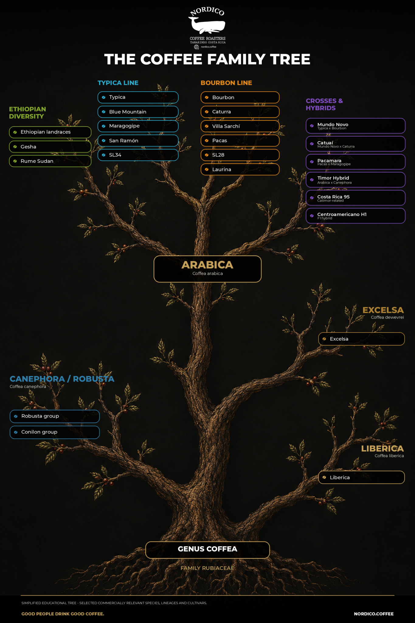 Approved Nordico Coffee Family Tree v6 connecting coffee history to species, lineages, varieties and hybrids.