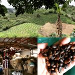 Sustainable Coffee Farming and Processing