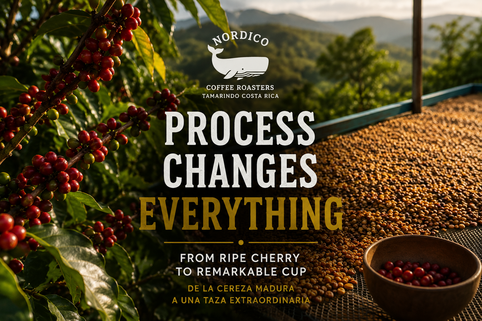 Washed, Honey, Natural and Anaerobic Costa Rican coffees by Nordico Coffee Roasters