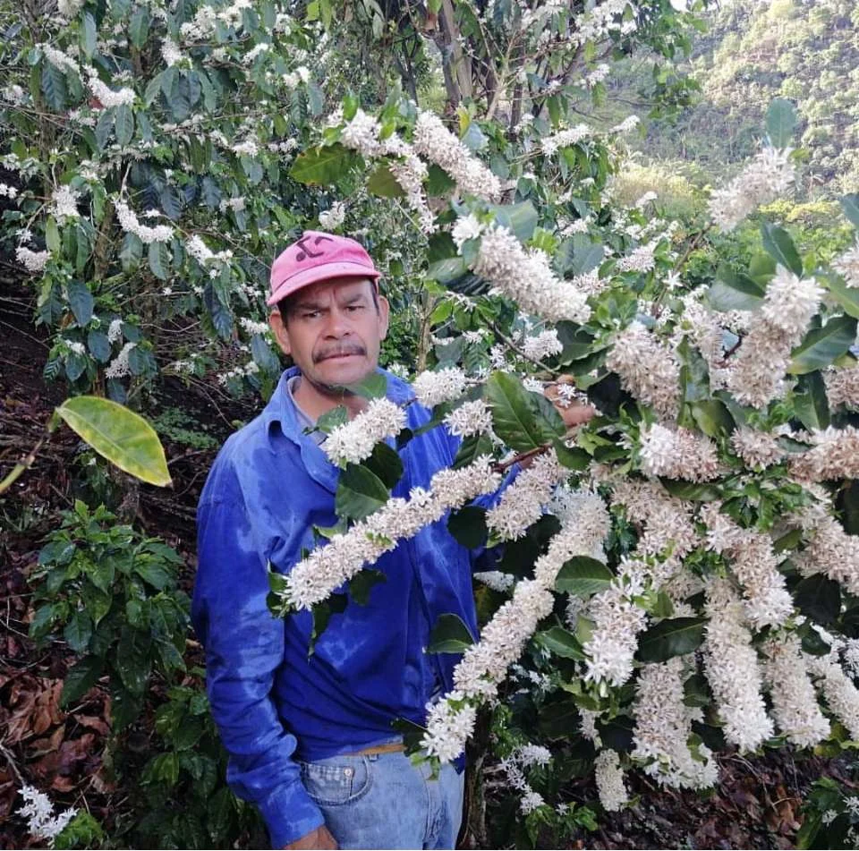 Costa Rican coffee farm or producer connected to Nordico